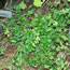 Alchemilla alpina